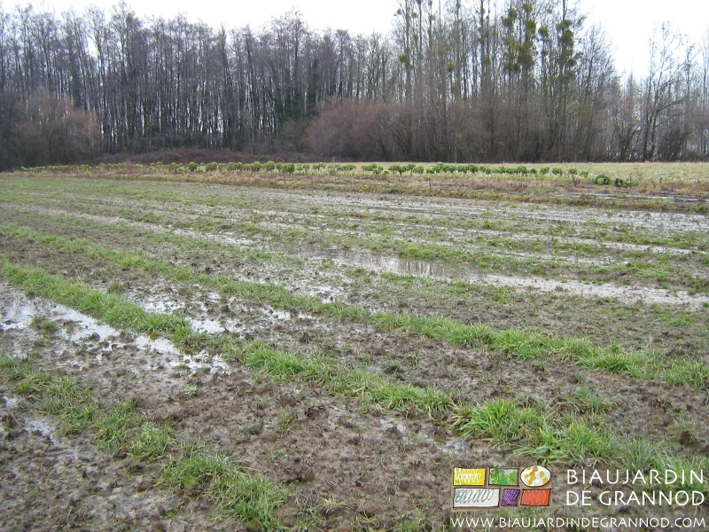 photo du jardin les planches quasi recouvertes d'eau