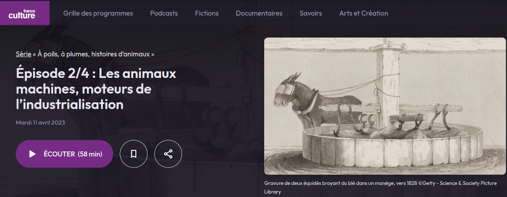 copie d'écran France Culture équidés écrasent du blé en manège avec bouton du podcast