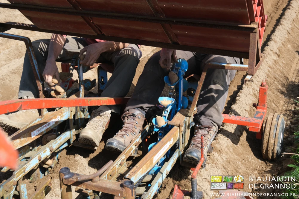 photo proche des godets de la chaine de planteuse alimentés en plants germé à la main