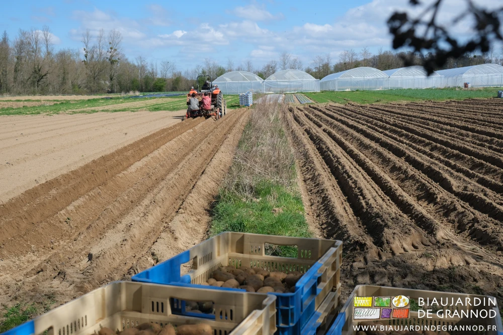 photo de la plantation en cours le long d'une bande fleurie pour auxiliaires