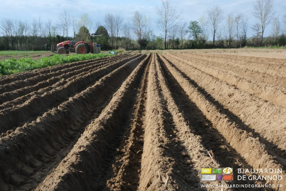 photo du relief des petits buttes après la plantation des pommes de terre
