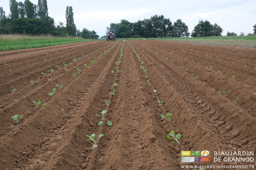 photo de l'alignement des rangs de chou en cours de plantation