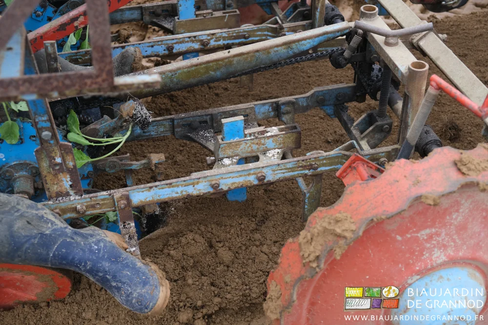 photo proche de plants de chou tenus par les pinces du distributeur lors du repiquage