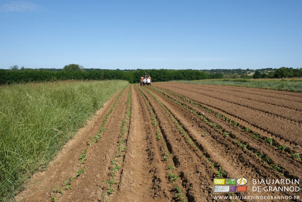 photo des plantation des longues planches de céleri sur fond bocager