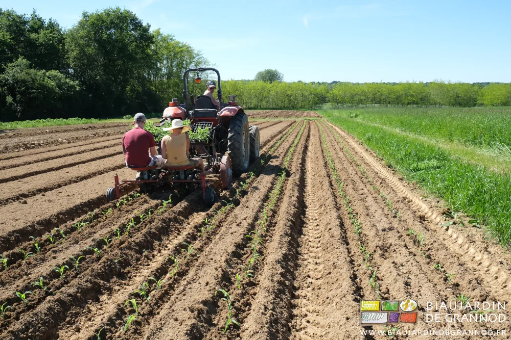 photo de plantation de maïs doux sous ciel bleu et beau soleil près de notre bois