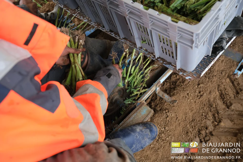 photo des mains installant les poireaux un à un dans le distributeur à 36 pinces