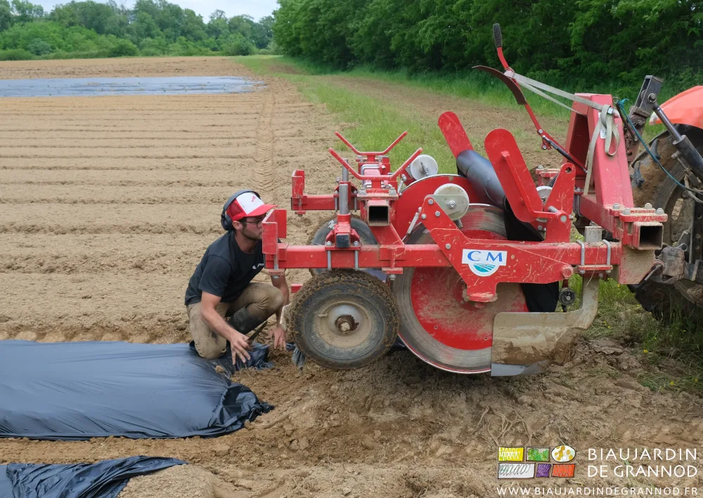 Photo de Matthieu à genoux à terre pour couper le paillage en fin de planche