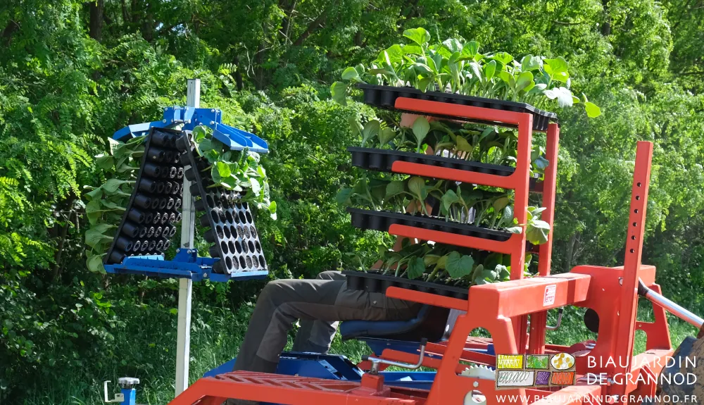 Photo des plaques de plants rangées sur le tourniquet et les étagères