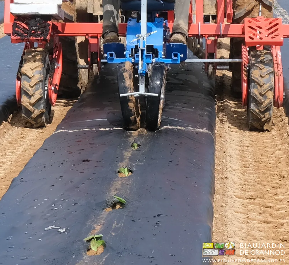 Photo de plantation sur film noir : les roues tasseuses laissent la trace de leur action