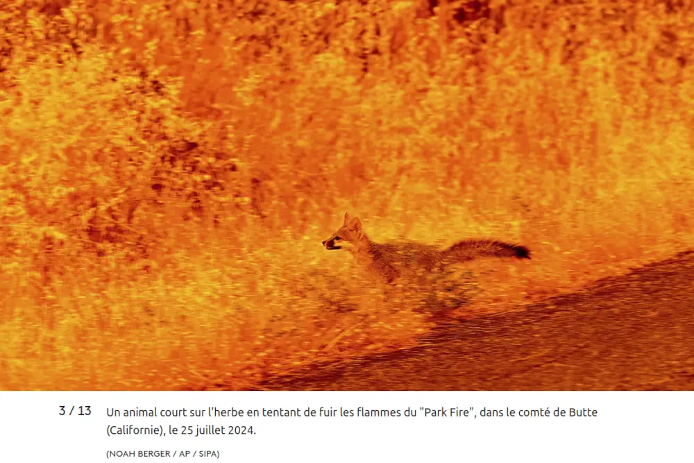 capture d'écran incendie en Californie, renard dans un feu