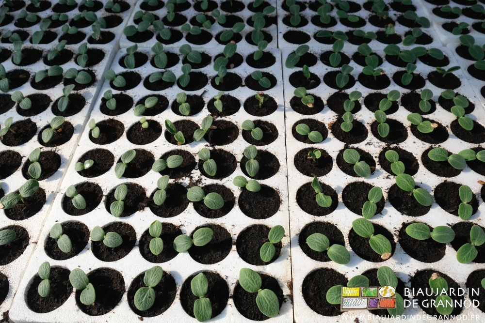 photo de courges levées en plaque au stade cotylédons déployés