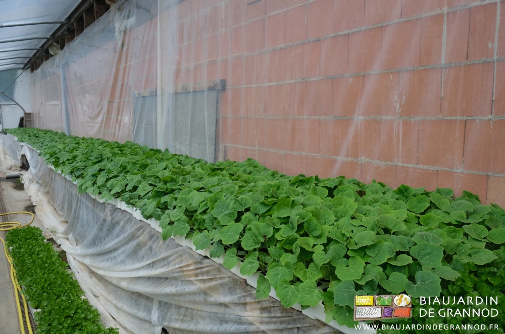 photo de plants de courge bien développés encore dans la serre pour cause de météo retardant la plantation