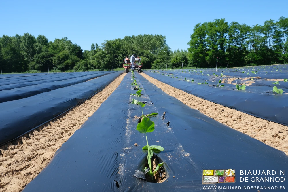photo en perspective d'un rang de courge plantées sur film biodégradable