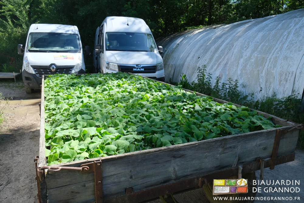 photo du plateau couvert de plaques de mottes de courges sortant de notre serre bioclimatique