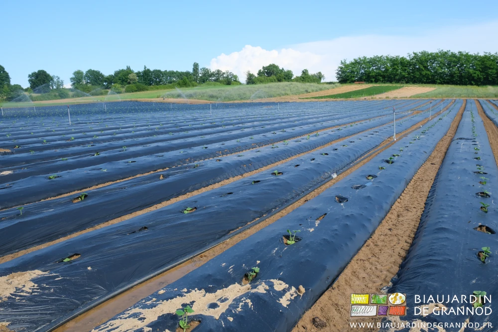 photo de toute la parcelle plantée et arrosée