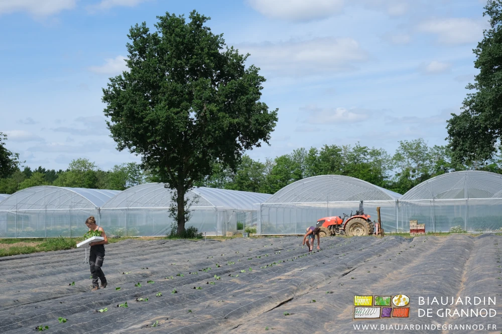 photo de Alice et Morgane répartissant et plantant manuellement les courges sur toile noire tissée
