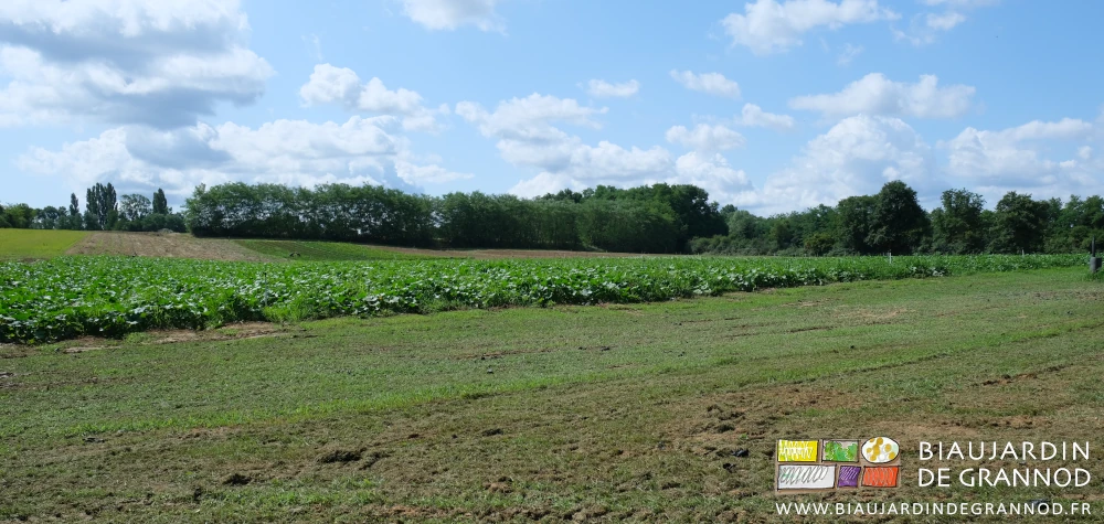 photo d'ensemble des carrés de courge entourés d'engrais verts, autres légumes et haies bocagères