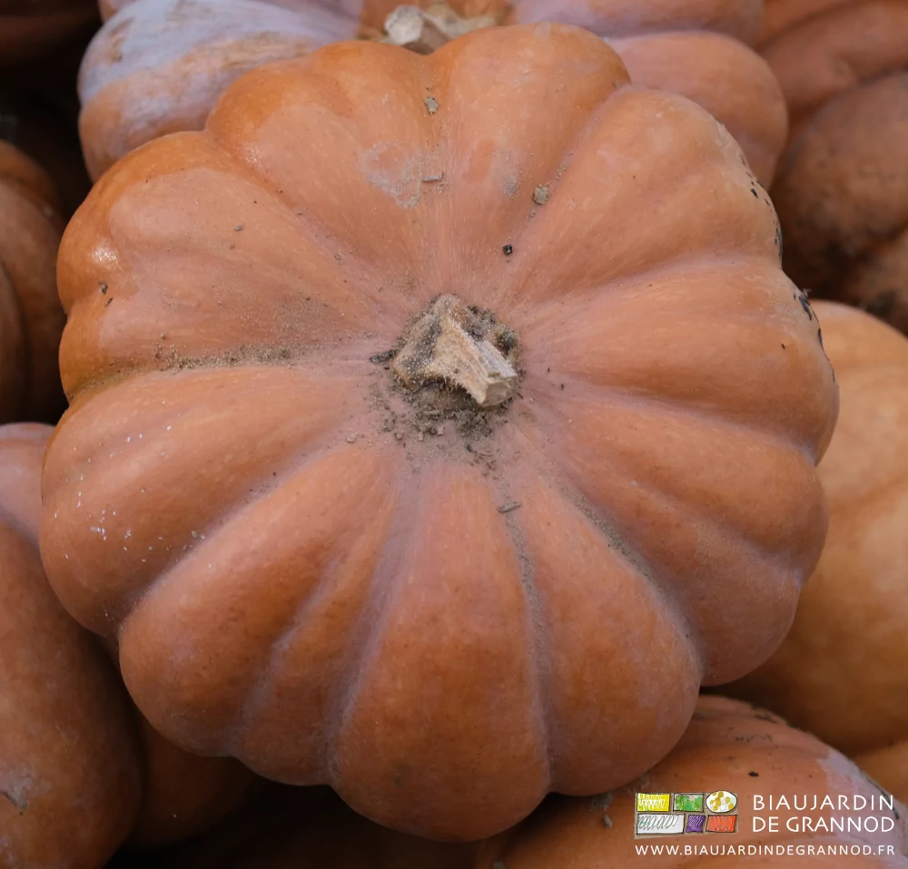 photo d'une courge entière, brune et côtelée, la muscade ou musquée de Provence