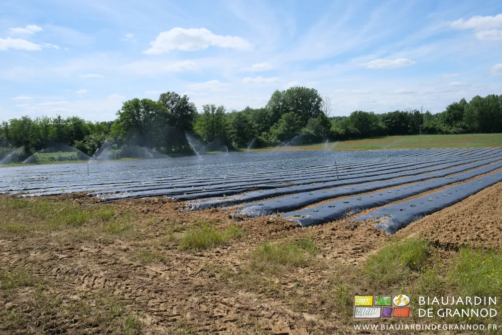 photo de l'arrosage en cours d'un carré de courge sur planche filmée