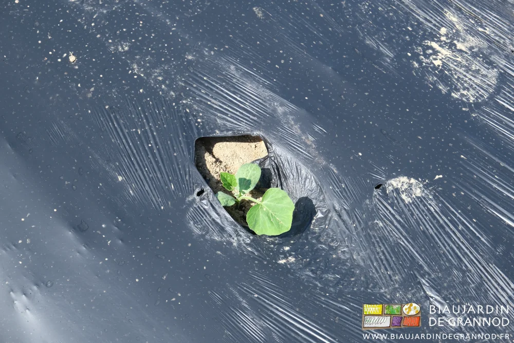 photo d'une motte de courge plantée avec la planteuse sur film noir biodégradable
