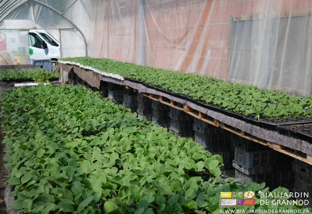 photo des courges semées en plaque cultivées sur tablette dans notre serre bioclimatique