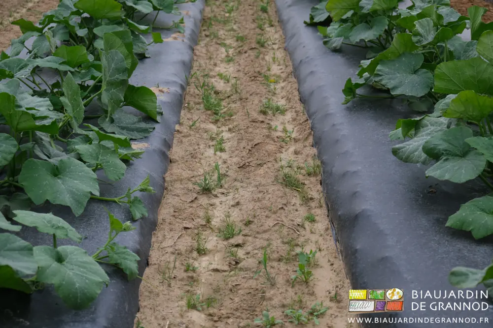 photo d'adventices dans une allée permanente entre planches filmées