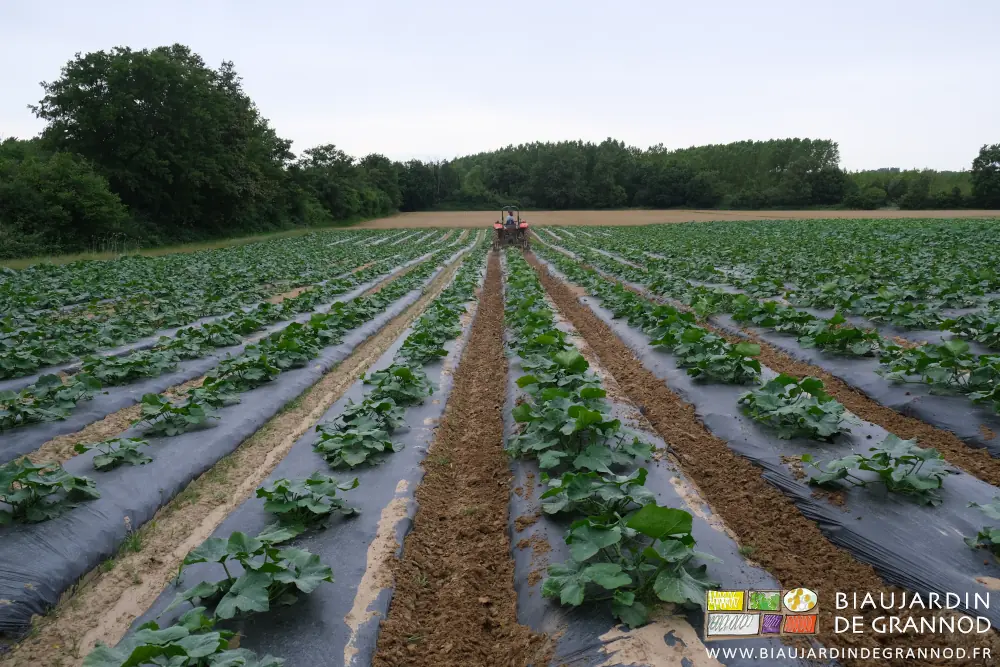 photo des courges qui commencent à couvrir les planches