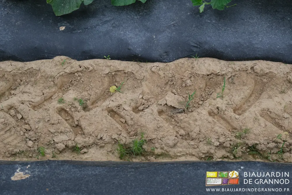 photo de sortie d'adventices dans les allées