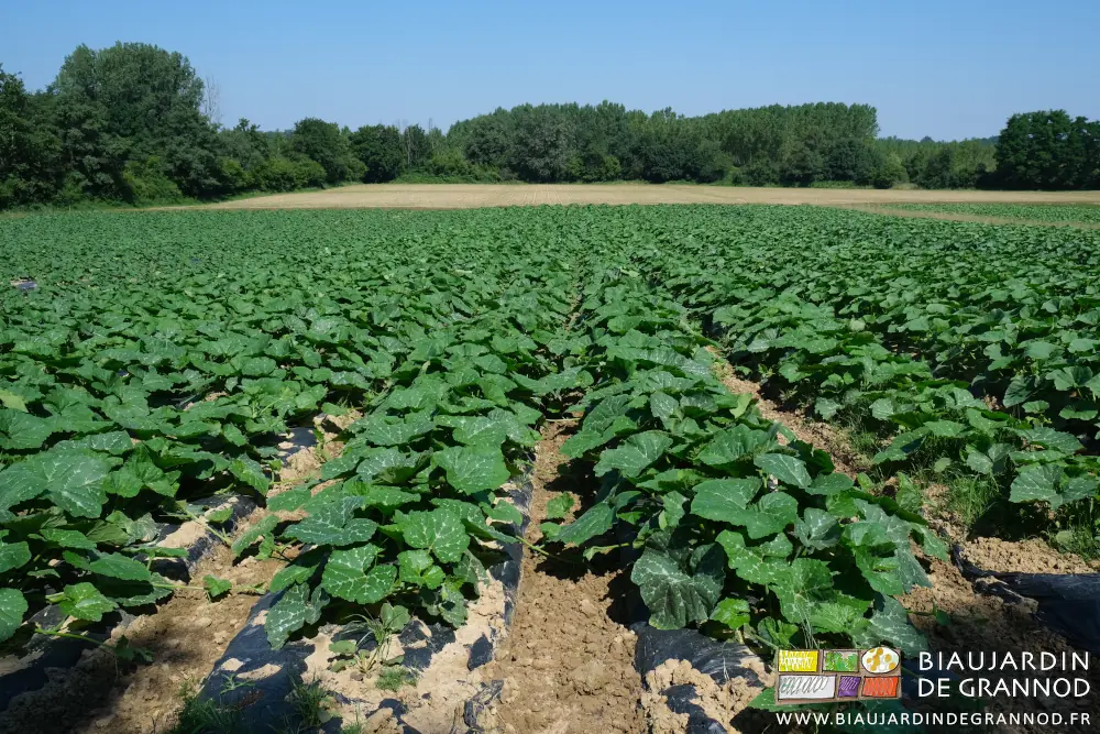 photo des tiges de courge traversant les allées