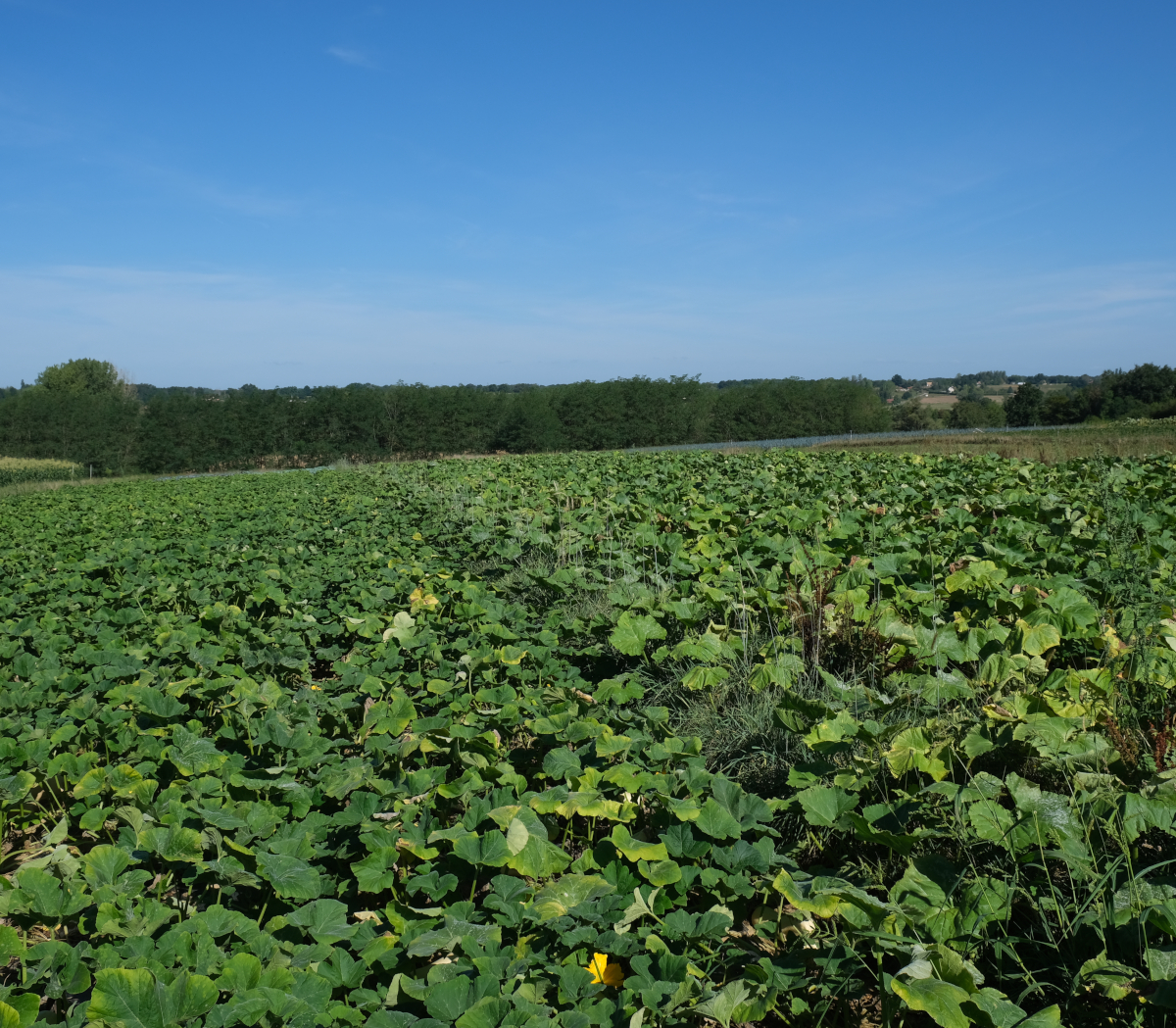 photo d'un carré de courge sur fond de bocage bressan 