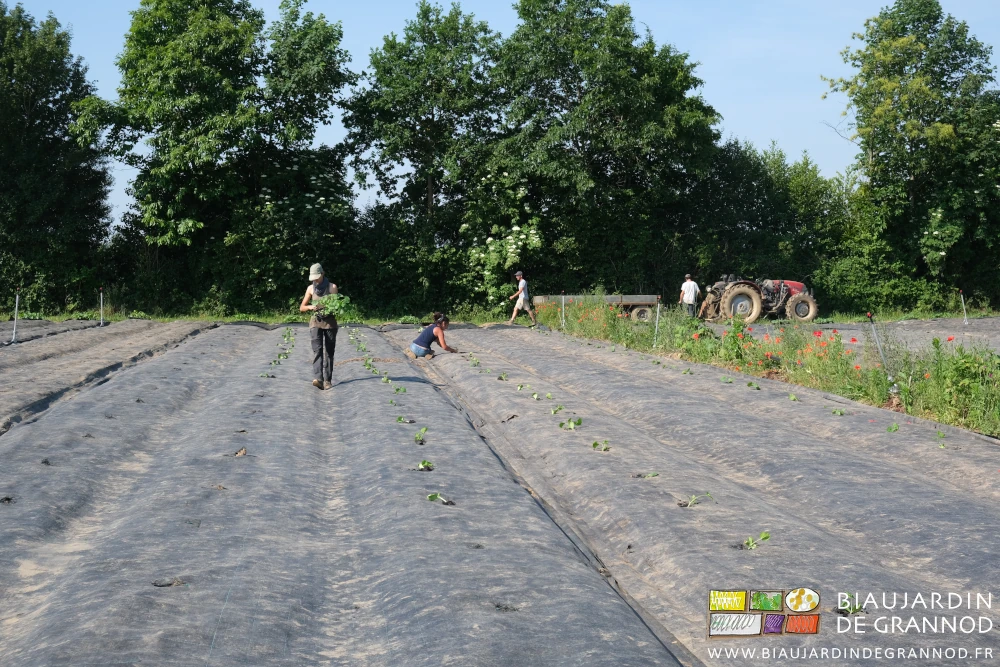 photo des 4 Biaux Jardiniers distribuant et repiquant les courges sur toile tissée