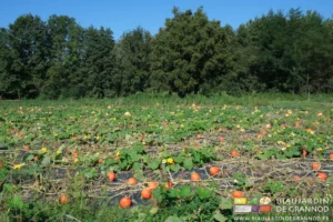 photo d'ensemble d'un carré de courges devant une de nos haies bocagères diversifiées