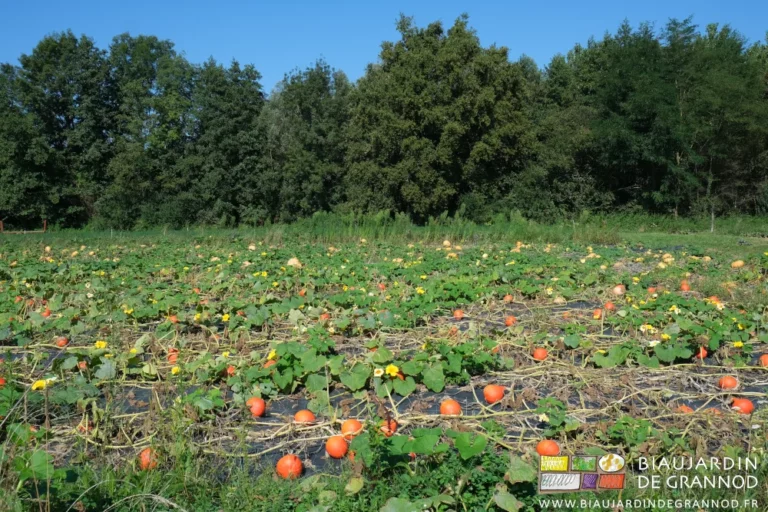 photo d'ensemble d'un carré de courges devant une de nos haies bocagères diversifiées