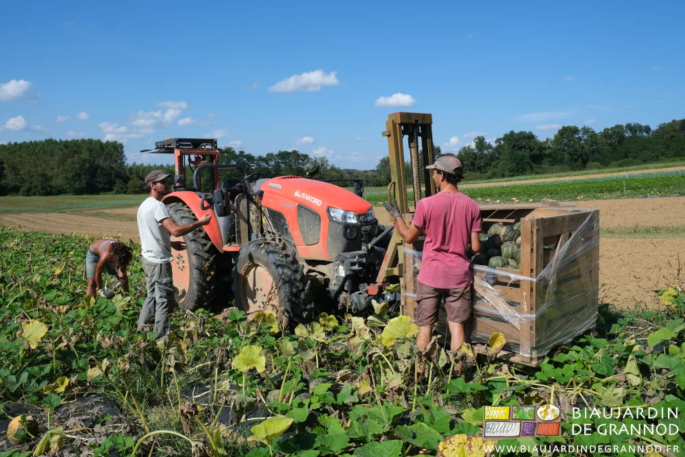 photo de récolte de potimaron sous un beau soleil