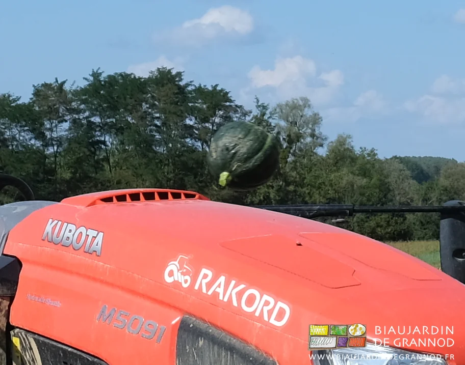 photo d'un potimaron vert dans les airs entre deux Biaux jardiniers