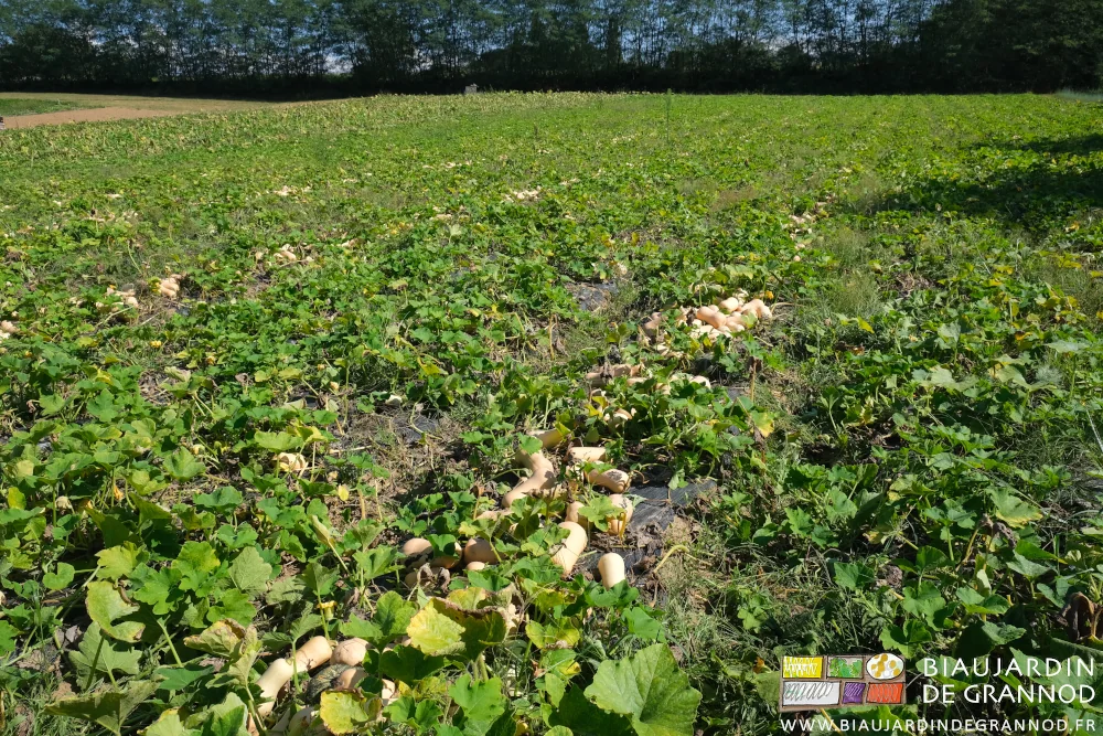 photo d'un carré de courges, les butternut regroupées sur une planche
