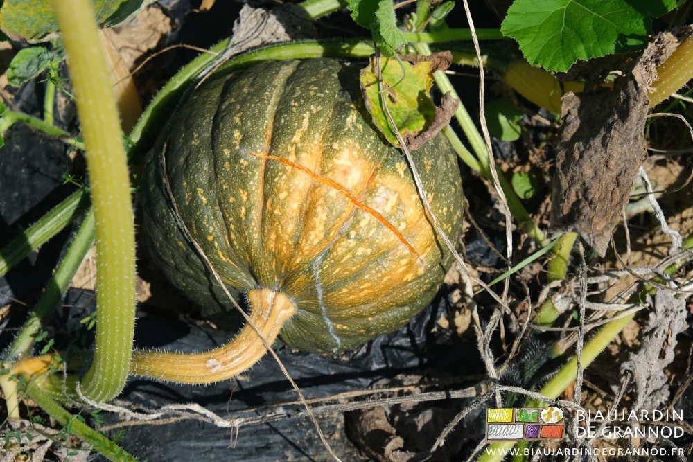 photo de courge éclatée