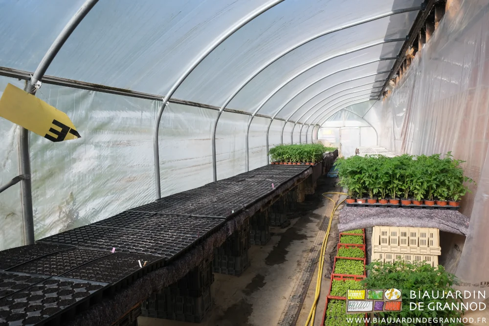 photo de la serre bioclimatique adossée au bâtiment, les tablettes couvertes de plants à tous stades de végétation