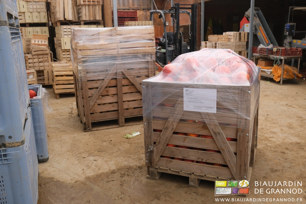 photo de 2 palox de potimaron orange et butternut près à être livrés à Biocoop Chalon