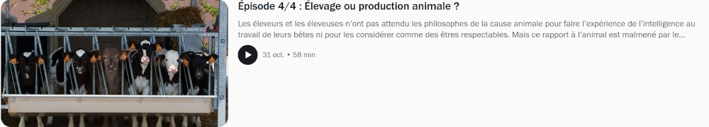 copie d'écran des veaux au cornadis être tenus et pour manger à l'auge