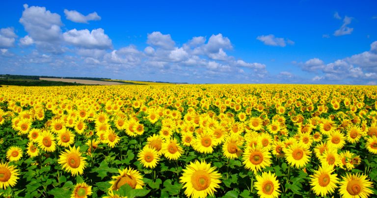 photo cabinet Tumerelle d'un champ de tournesol en fleurs sous magnifique ciel bleu