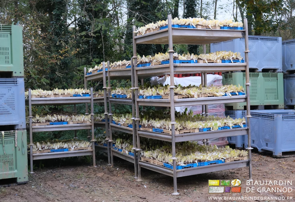 photo de bacs récoltés et stockés dans la cour de la ferme