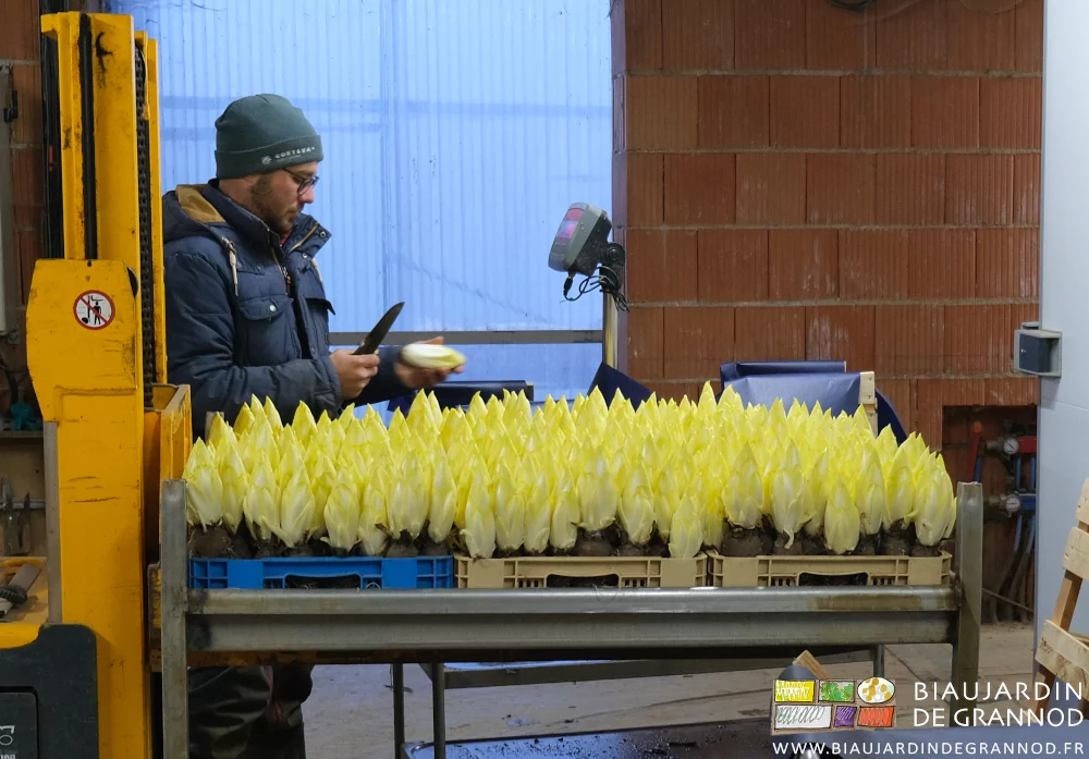 photo de Matthieu nettoyant les endives