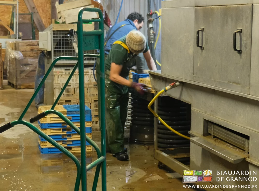 photo de Vivien et Valentin brossant à la main des caisses de pousse des endives