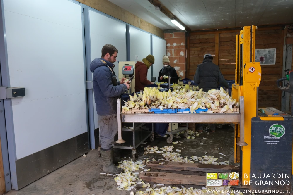 photo de 4 Biaux Jardiniers cassant, nettoyant et rangeant en caisse les endives