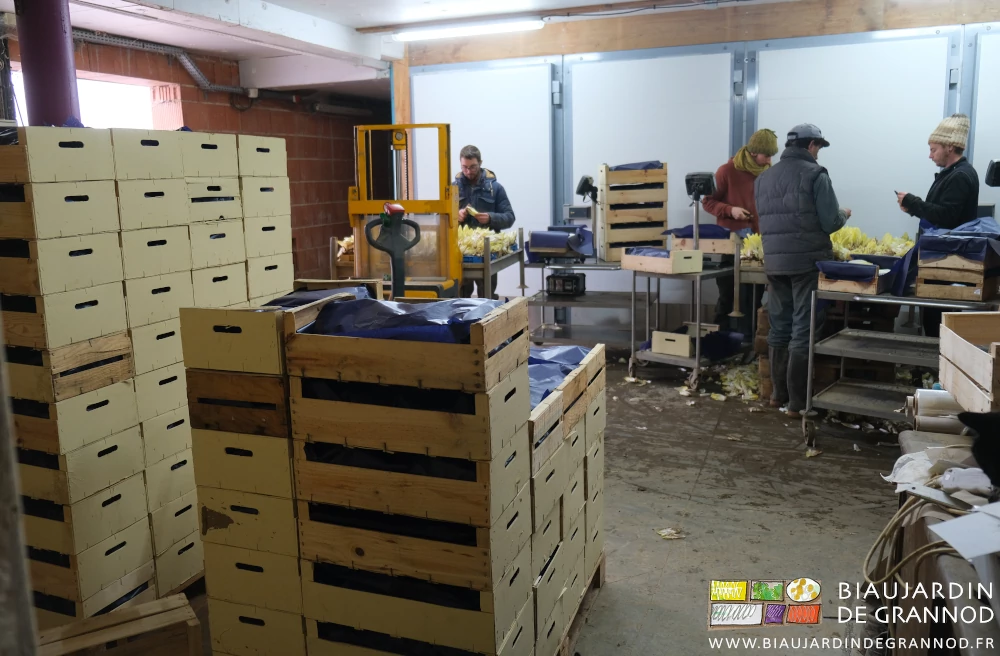 photo du cassage : un travailleur par table et par cagette