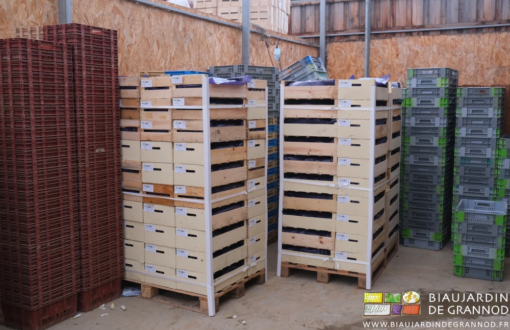 photo de 2 palettes d'endive prêts à être chargées par le transporteur