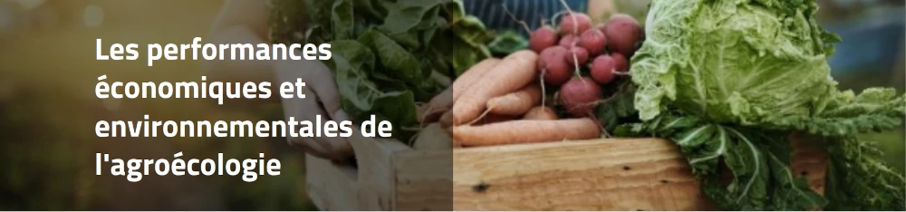 copie d'écran photo de radis et carottes en page d'accueil du dossier "performances économiques"