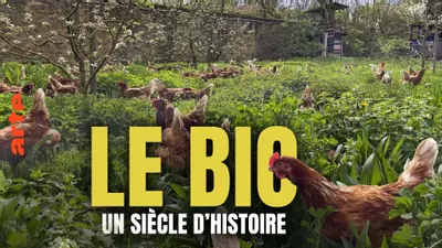 photo titre du documentaire sur Arte arte des poulles dnas un pré