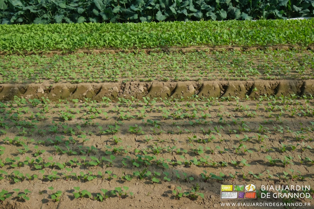 photo de deux semis échelonnés sous quadri-tunnel